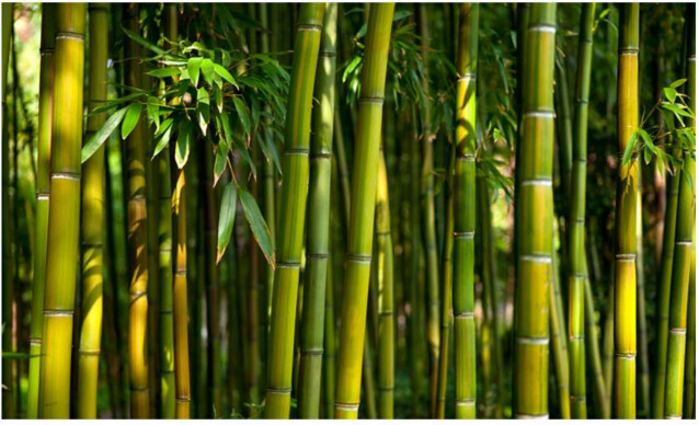 Kuvatapetti Artgeist Asian Bamboo Forest 270x450cm