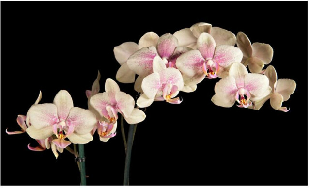 Kuvatapetti Artgeist Kukkiva orkidea 270x450cm