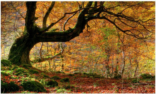 Kuvatapetti Artgeist Autumn forest and leaves 270x450cm