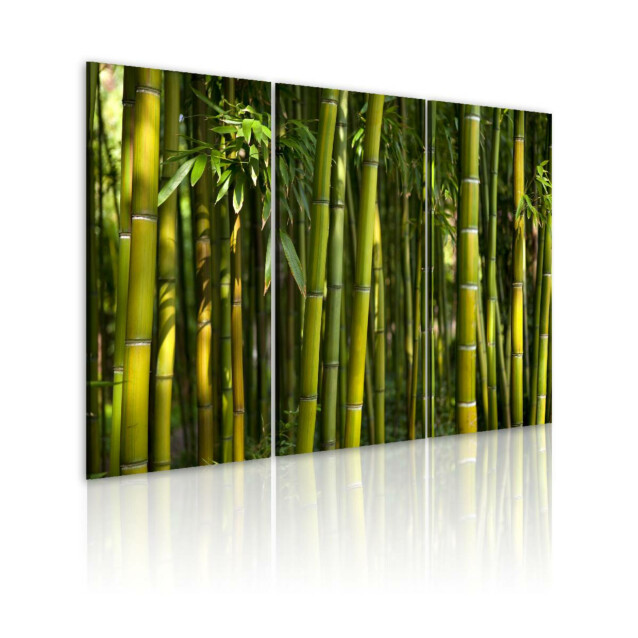 Taulu Artgeist Green bamboo , 40x60cm