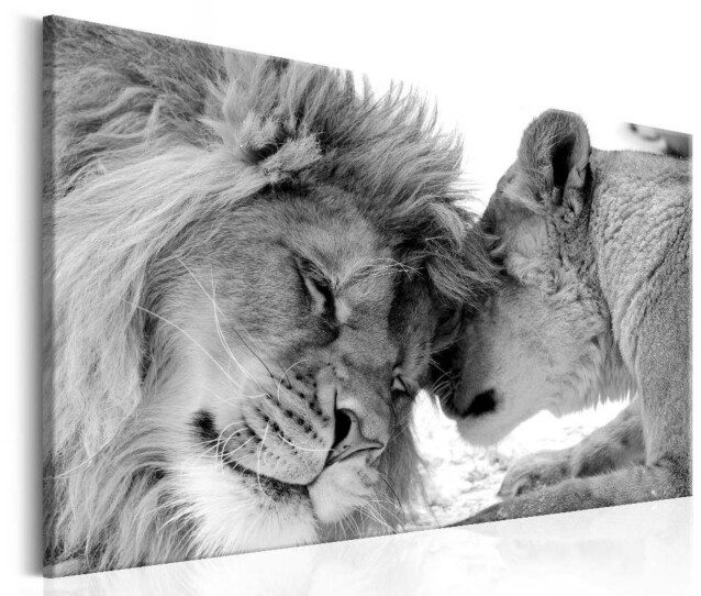 Taulu Artgeist Lion's Love eri kokoja