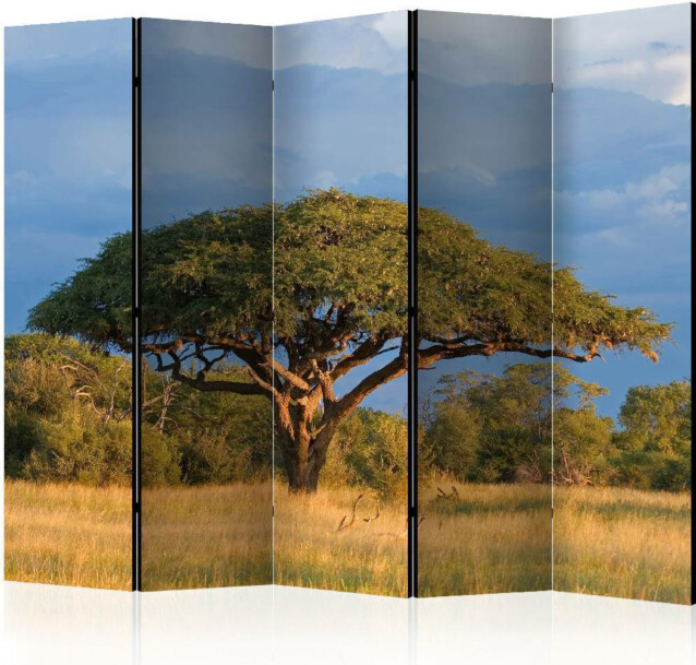 Sermi Artgeist African acacia tree Hwange National Park Zimbabwe II 225x172cm