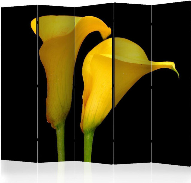 Sermi Artgeist Two yellow calla flowers on a black background II 225x172cm