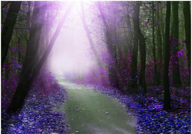 Sisustustarra Artgeist Purple path eri kokoja