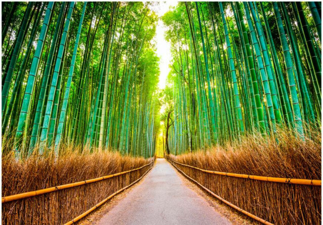Sisustustarra Artgeist Bamboo Forest eri kokoja