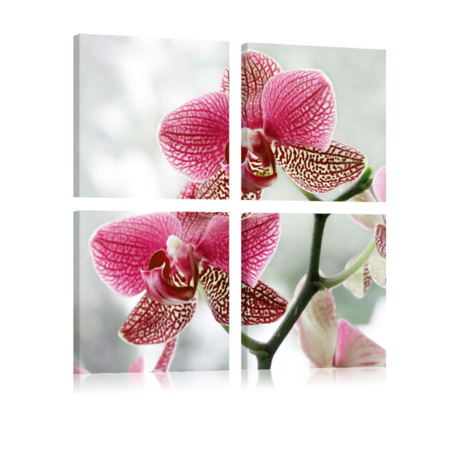 Taulu Artgeist Fancy orkidea, eri kokoja