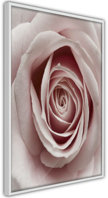 Juliste Artgeist Pastel Rose, kehyskartongilla, kehyksillä, eri kokoja