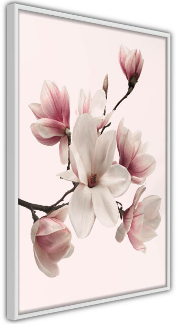 Juliste Artgeist Delicate Magnolias kehyksillä eri kokoja