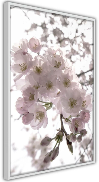 Juliste Artgeist Cherry Blossoms, kehyskartongilla, kehyksillä, eri kokoja