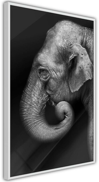 Juliste Artgeist Portrait of Elephant, kehyskartongilla, kehyksillä, eri kokoja