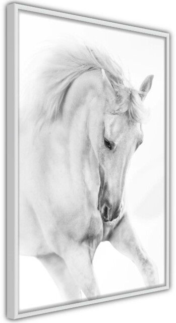 Juliste Artgeist White Horse, kehyskartongilla, kehyksillä, eri kokoja