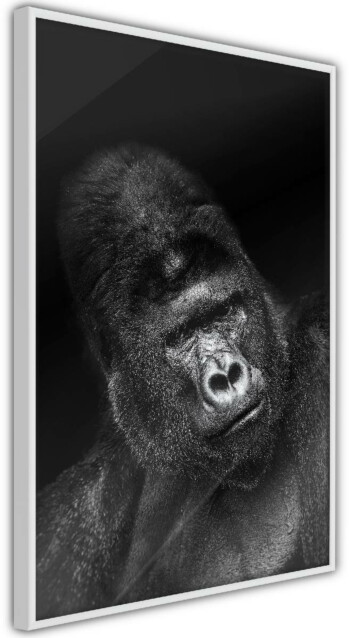 Juliste Artgeist Gorilla, kehyskartongilla, kehyksillä, eri kokoja