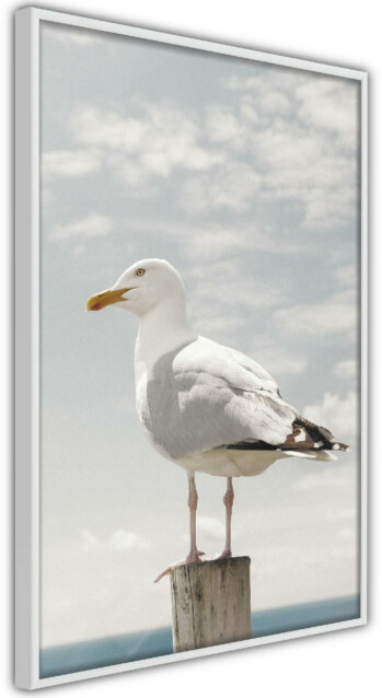 Juliste Artgeist Seagull kehyksillä eri kokoja