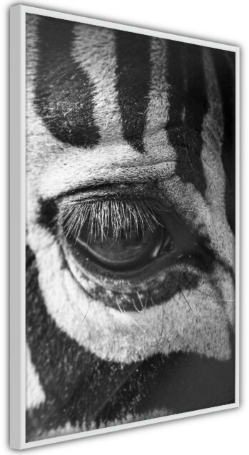 Juliste Artgeist Zebra Eye kehyksillä eri kokoja