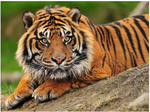 Kuvatapetti Artgeist Sumatran tiikeri eri kokoja