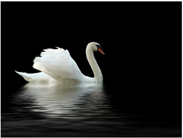 Kuvatapetti Artgeist Black and White Swan eri kokoja