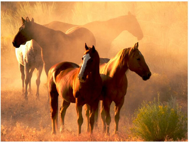 Kuvatapetti Artgeist Wild hevoset steppe eri kokoja