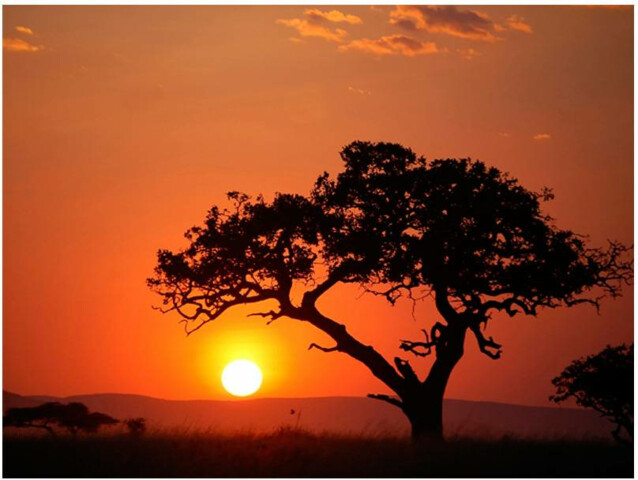 Kuvatapetti Artgeist Afrikka: auringonlaskussa eri kokoja