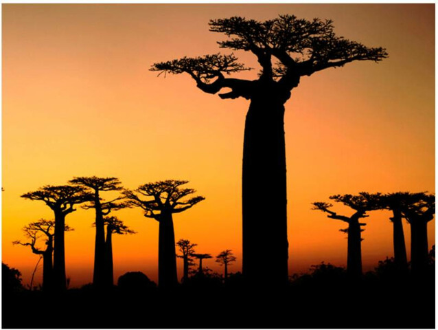 Kuvatapetti Artgeist Afrikkalaiset Apinanleipäpuut eri kokoja