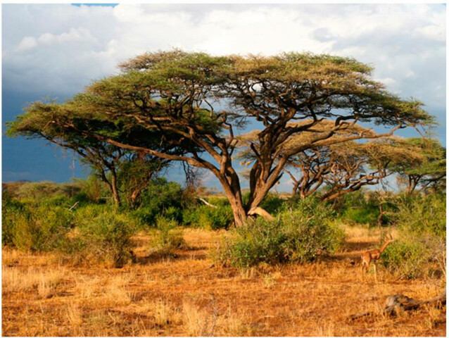 Kuvatapetti Artgeist Samburu National Reserve Kenia eri kokoja