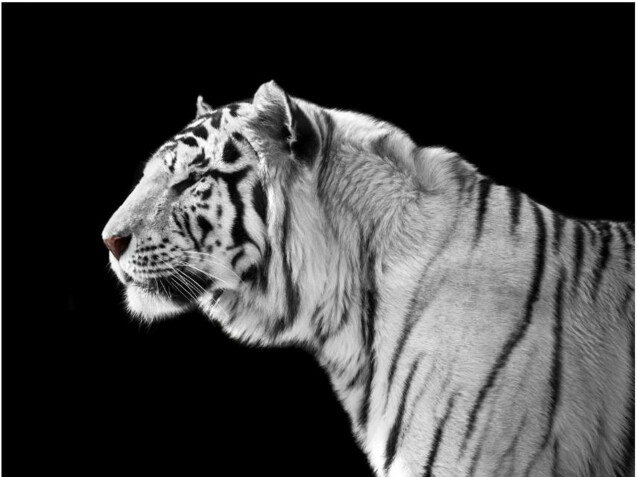Kuvatapetti Artgeist Valkoinen tiikeri eri kokoja