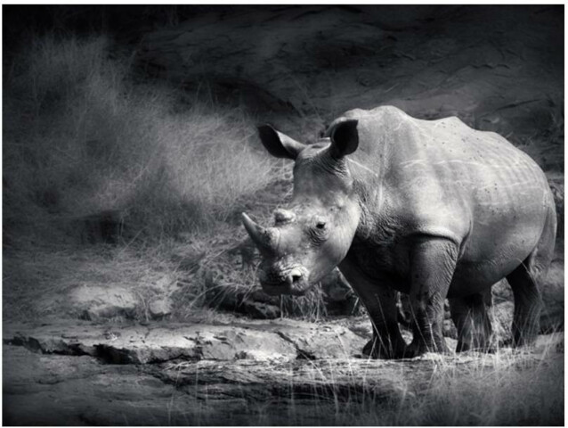 Kuvatapetti Artgeist Rhinoceros eri kokoja