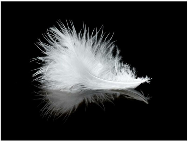 Kuvatapetti Artgeist White feather eri kokoja