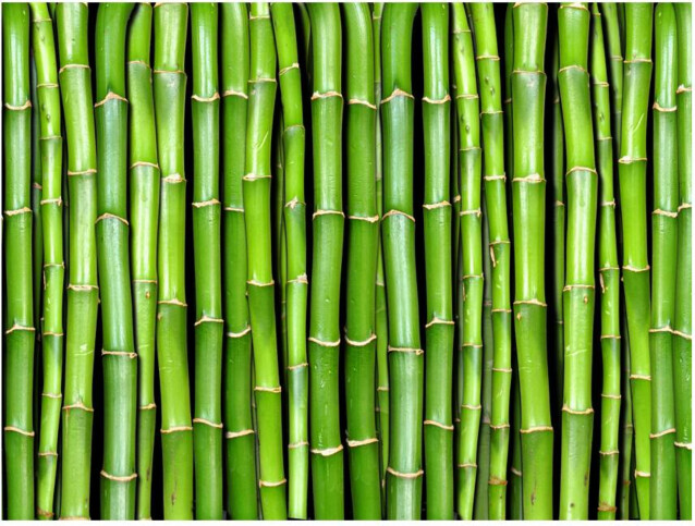 Kuvatapetti Artgeist Bambu eri kokoja