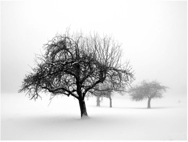 Kuvatapetti Artgeist Winter: Trees eri kokoja