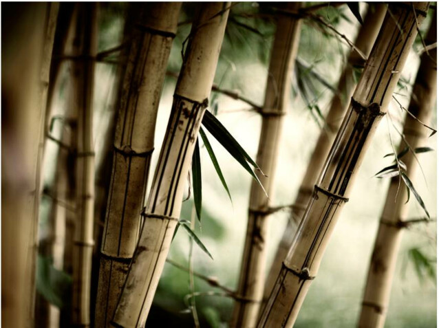 Kuvatapetti Artgeist Fog and bamboo forest eri kokoja