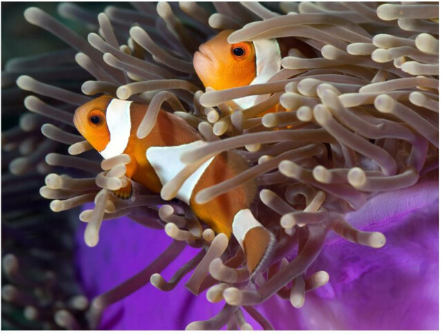 Kuvatapetti Artgeist Clownfish eri kokoja