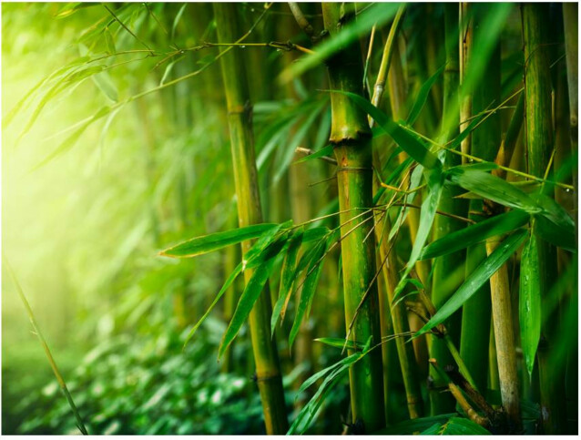 Kuvatapetti Artgeist Jungle - bamboo eri kokoja