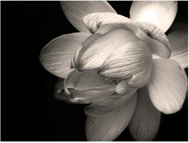 Kuvatapetti Artgeist Lotus flower eri kokoja