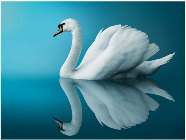 Kuvatapetti Artgeist Swan - reflection eri kokoja