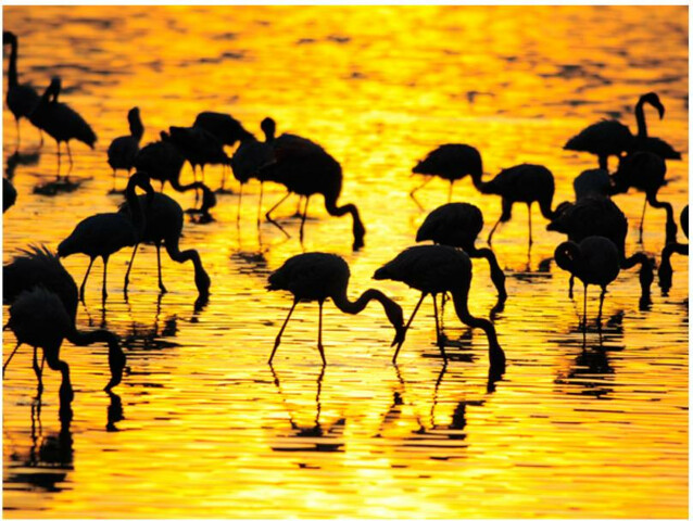 Kuvatapetti Artgeist Kenia: flamingoja järvellä eri kokoja