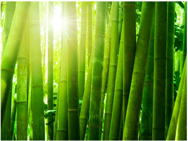 Kuvatapetti Artgeist Aurinko ja bambu eri kokoja