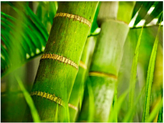 Kuvatapetti Artgeist Bamboo - detail eri kokoja