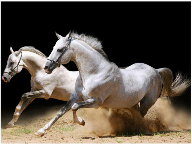 Kuvatapetti Artgeist Laukkaavat hevoset hiekalla eri kokoja