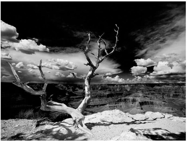 Kuvatapetti Artgeist Grand Canyon tree eri kokoja