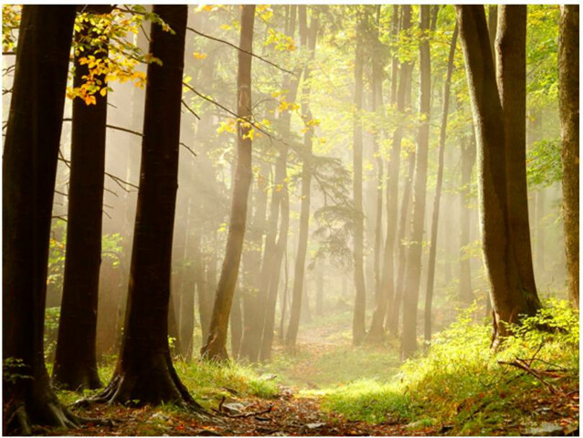 Kuvatapetti Artgeist Mysterious forest path eri kokoja