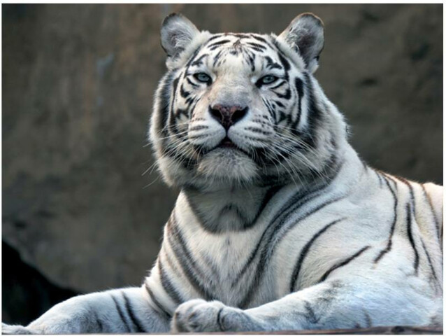 Kuvatapetti Artgeist Bengali tiikeri eläintarhassa eri kokoja