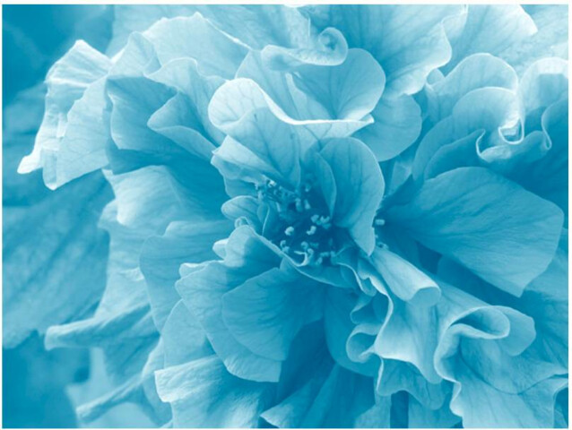 Kuvatapetti Artgeist Blue Azalea Flower eri kokoja
