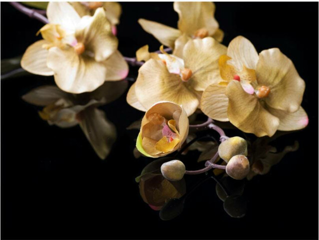 Kuvatapetti Artgeist Orchids in ecru color eri kokoja