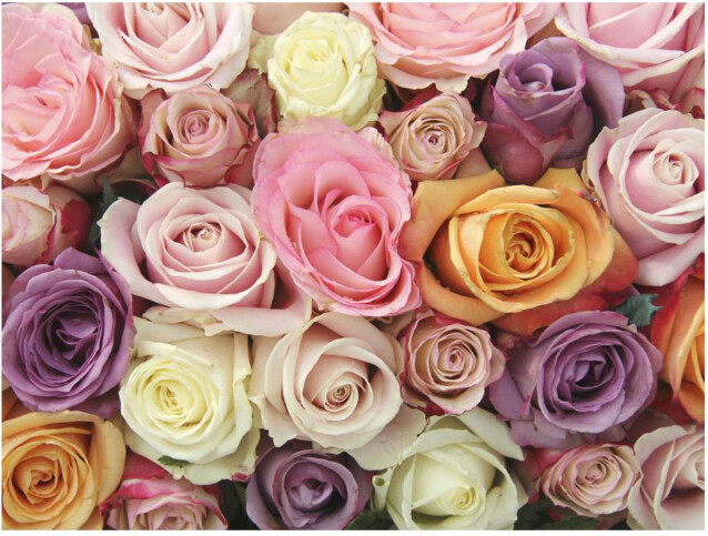 Kuvatapetti Artgeist Pastel roses eri kokoja
