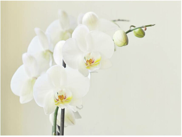 Kuvatapetti Artgeist Valkoinen orkidea eri kokoja