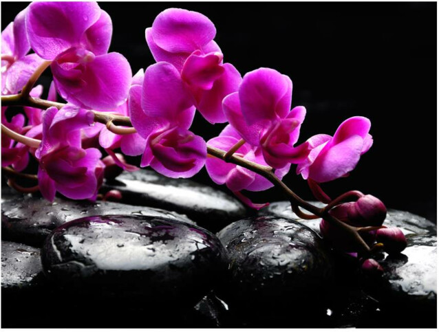 Kuvatapetti Artgeist Rentouttava hetki: orkidea ja kivet eri kokoja
