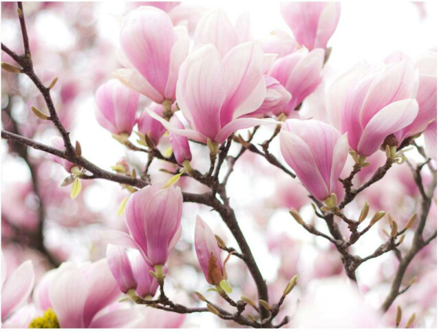 Kuvatapetti Artgeist Magnolia blossoms eri kokoja