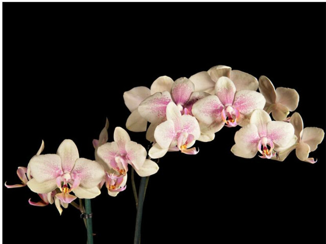 Kuvatapetti Artgeist Kukkiva orkidea eri kokoja