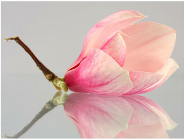 Kuvatapetti Artgeist Yksinäinen magnolia eri kokoja