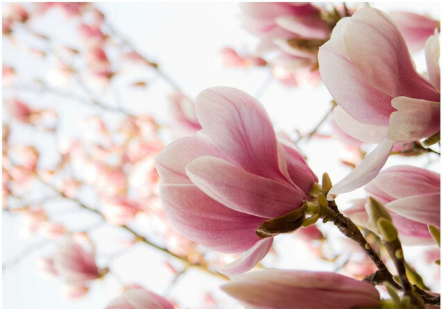 Kuvatapetti Artgeist Pink Magnolia eri kokoja